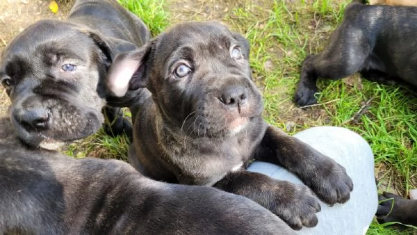 Cane Corso  | Foto 3