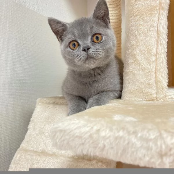 British Shorthair maschio e femmina