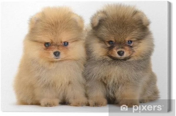 regalo cuccioli di pomerania in adozione