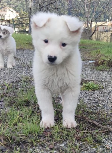 Adozione dolcissimo cucciolo bianco 2 mesi tg media  | Foto 2