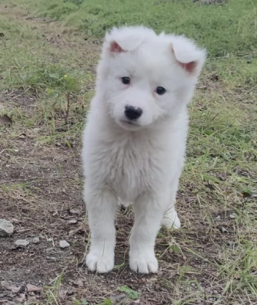 Adozione dolcissimo cucciolo bianco 2 mesi tg media  | Foto 0