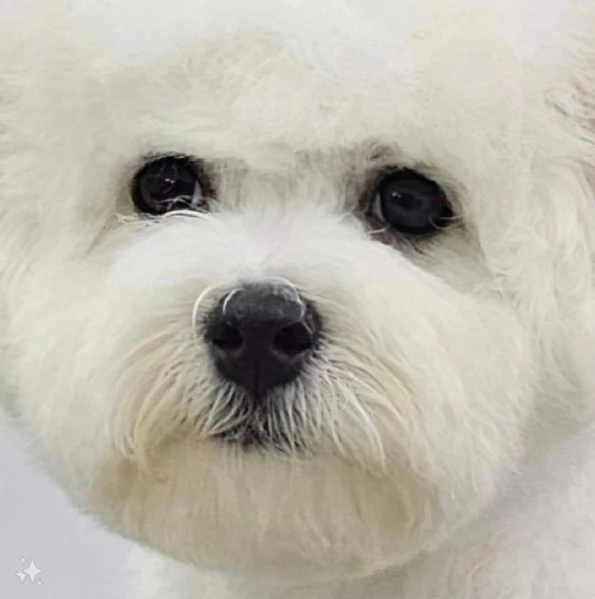 Bichon Frisé - cucciolo maschio | Foto 6