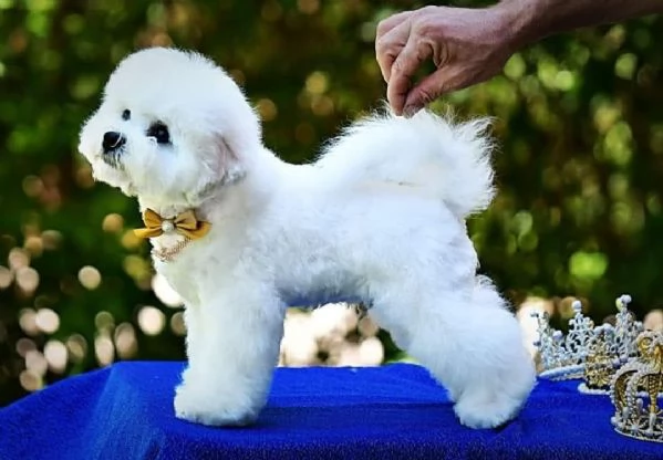 Bichon Frisé - cucciolo maschio