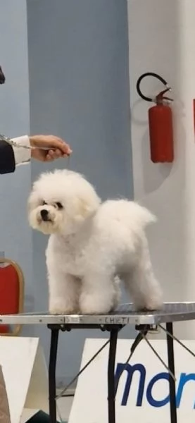 Bichon Frisé - cucciolo maschio | Foto 5