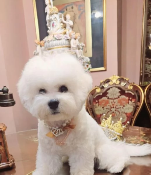 Bichon Frisé - cucciolo maschio | Foto 4