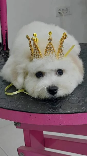 Bichon Frisé - cucciolo maschio | Foto 3