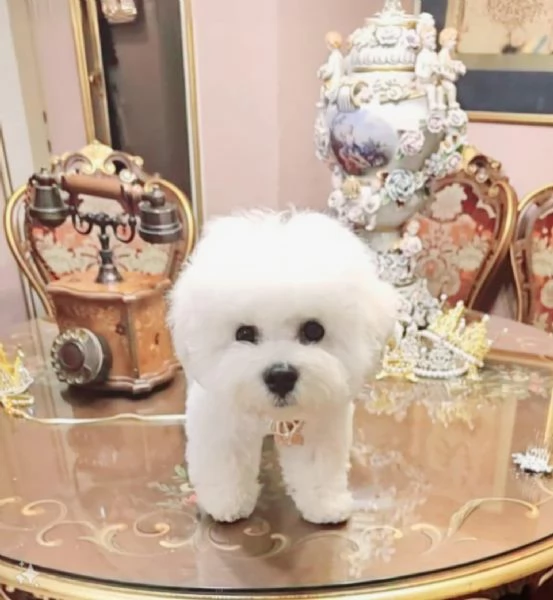 Bichon Frisé - cucciolo maschio | Foto 1