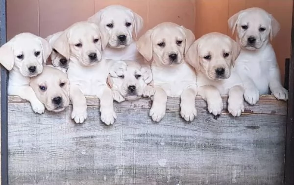 Top litter of Labradors | Foto 3