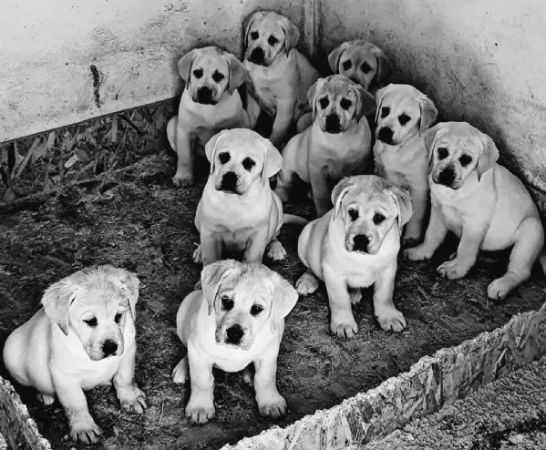 Top litter of Labradors | Foto 2