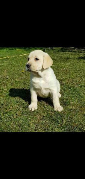 Top litter of Labradors | Foto 1