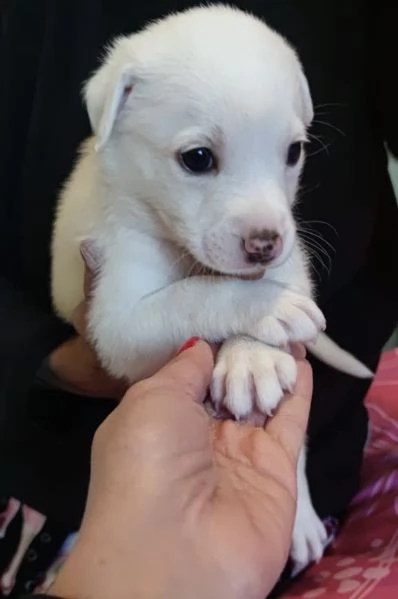 Adozione Coby dolce cucciolo bianco 1 mese taglia medio-grande