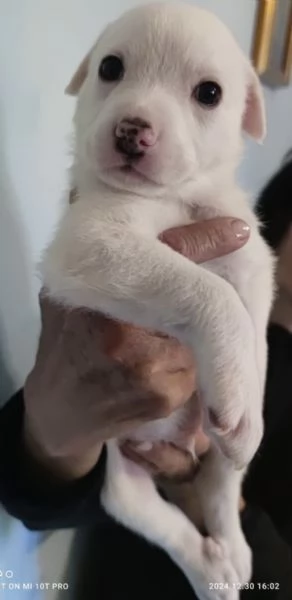 Adozione Coby dolce cucciolo bianco 1 mese taglia medio-grande | Foto 5