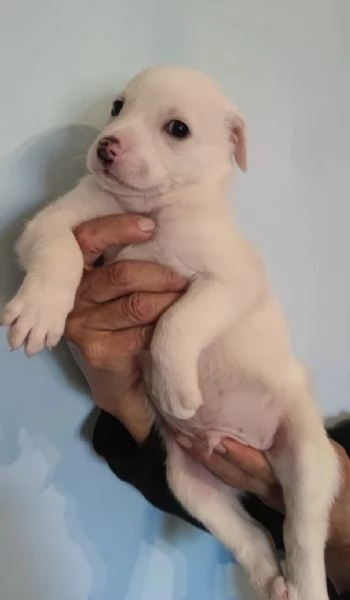 Adozione Coby dolce cucciolo bianco 1 mese taglia medio-grande | Foto 1