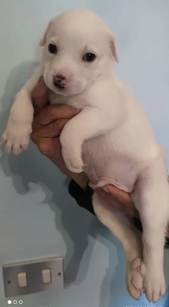 Adozione Coby dolce cucciolo bianco 1 mese taglia medio-grande | Foto 0