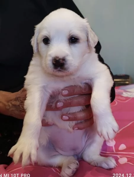 Adozione charlotte dolce cucciola 1 mese bianca taglia medio-grande | Foto 5