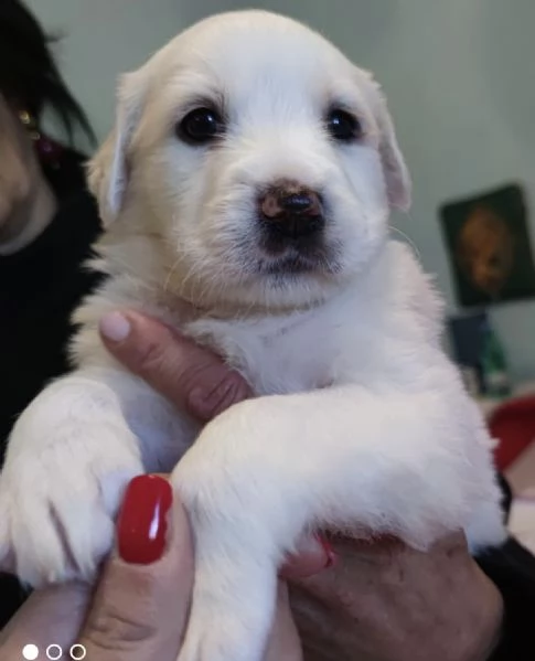 Adozione charlotte dolce cucciola 1 mese bianca taglia medio-grande | Foto 4