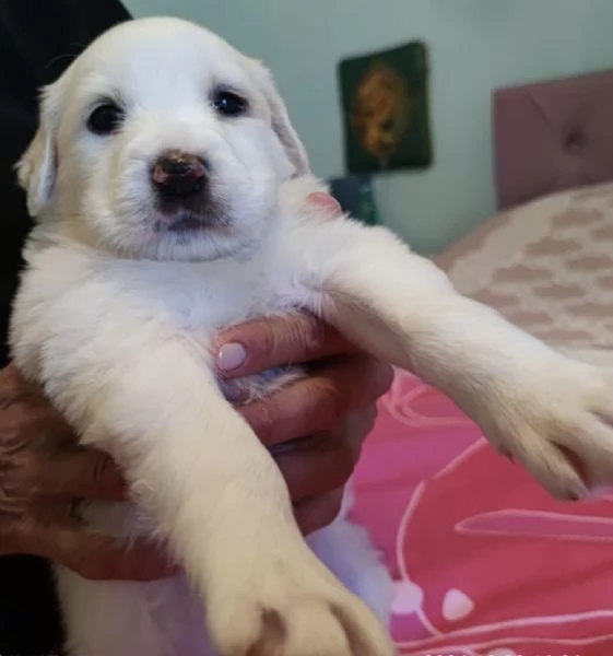 Adozione charlotte dolce cucciola 1 mese bianca taglia medio-grande | Foto 2