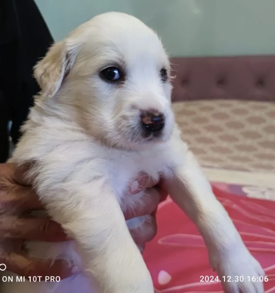 Adozione charlotte dolce cucciola 1 mese bianca taglia medio-grande | Foto 1