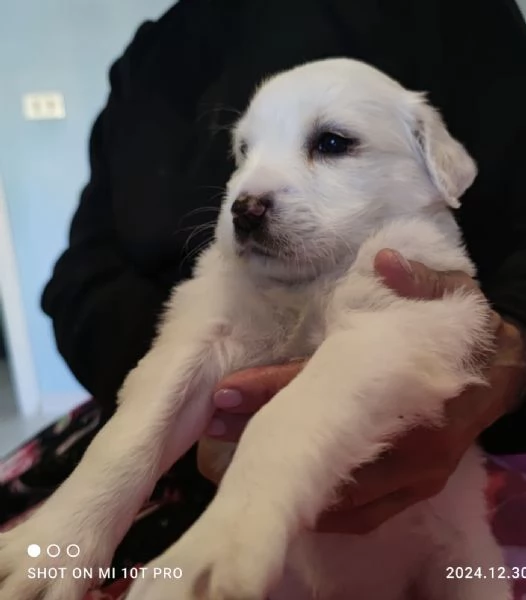 Adozione charlotte dolce cucciola 1 mese bianca taglia medio-grande | Foto 0