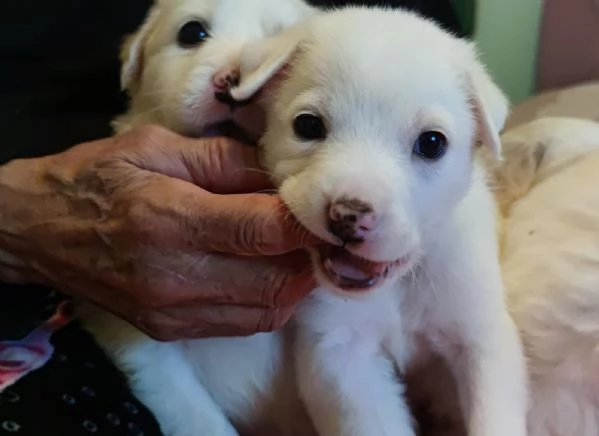 Adozione Brigitte dolce cucciola bianca 1 mese taglia medio-grande | Foto 5