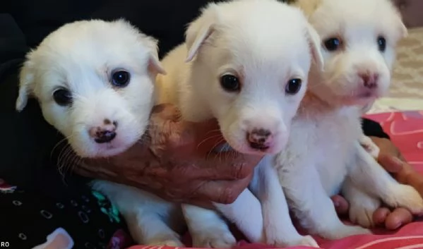 Adozione Brigitte dolce cucciola bianca 1 mese taglia medio-grande | Foto 4