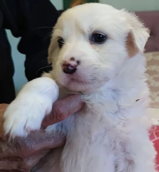 Adozione Brigitte dolce cucciola bianca 1 mese taglia medio-grande | Foto 3