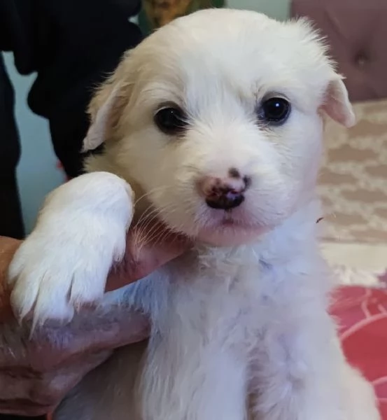 Adozione Brigitte dolce cucciola bianca 1 mese taglia medio-grande | Foto 2