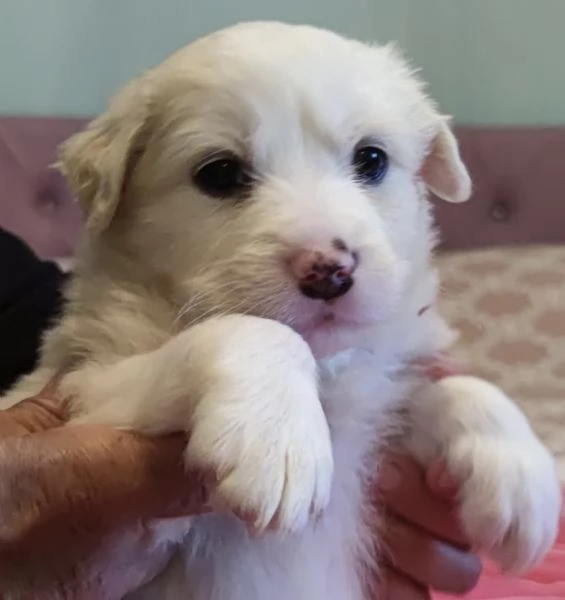 Adozione Brigitte dolce cucciola bianca 1 mese taglia medio-grande | Foto 1