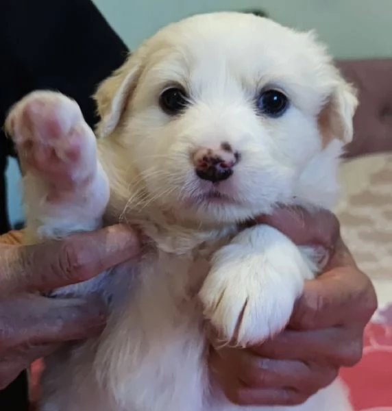 Adozione Brigitte dolce cucciola bianca 1 mese taglia medio-grande