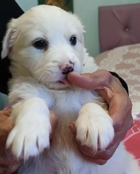 Adozione Brigitte dolce cucciola bianca 1 mese taglia medio-grande | Foto 0