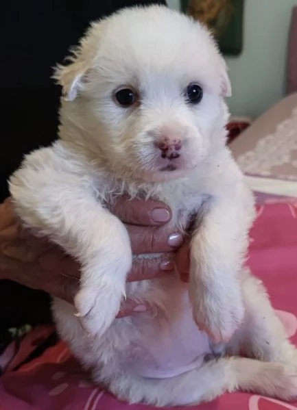 Adozione Lolli dolce cucciola bianca 1 mese taglia medio-grande