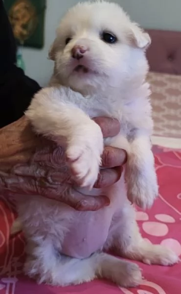 Adozione Lolli dolce cucciola bianca 1 mese taglia medio-grande | Foto 2