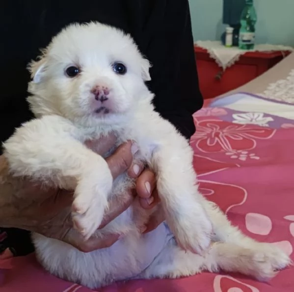 Adozione Lolli dolce cucciola bianca 1 mese taglia medio-grande | Foto 1