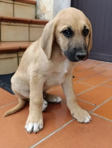 Splendido cucciolo mix segugio 3 mesi | Foto 1