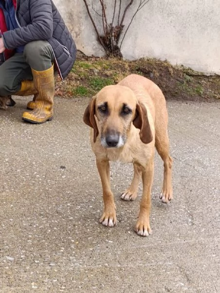 Adozione urgente dolcissima segugina  | Foto 5