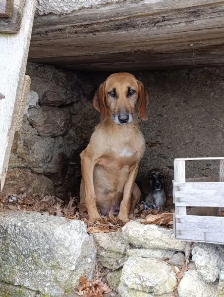 Adozione urgente dolcissima segugina  | Foto 1