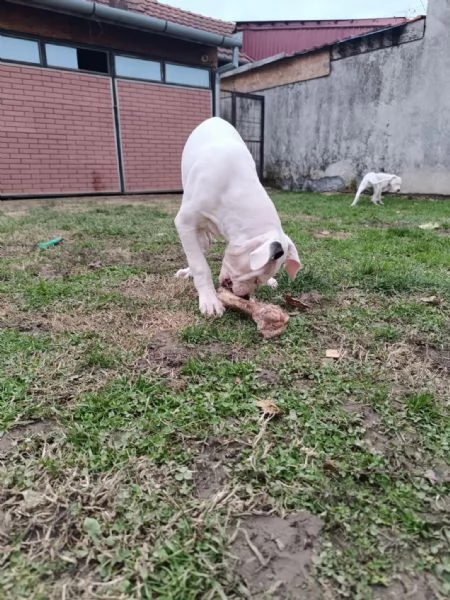 Cuccioli di Dogo Argentino | Foto 6