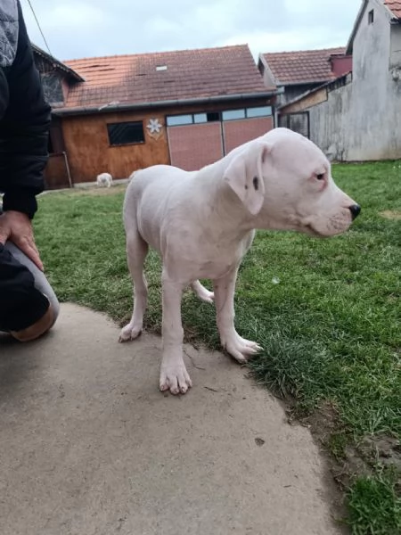 Cuccioli di Dogo Argentino | Foto 5