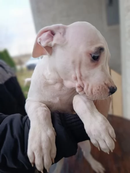 Cuccioli di Dogo Argentino | Foto 4