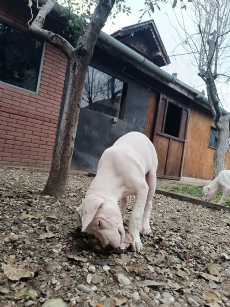 Cuccioli di Dogo Argentino