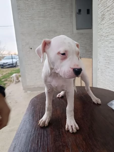 Cuccioli di Dogo Argentino | Foto 3