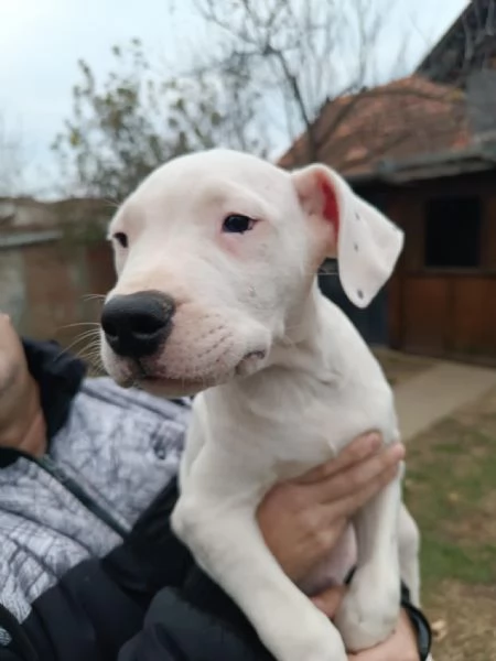 Cuccioli di Dogo Argentino | Foto 2