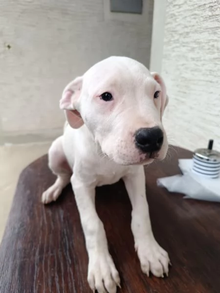 Cuccioli di Dogo Argentino | Foto 1