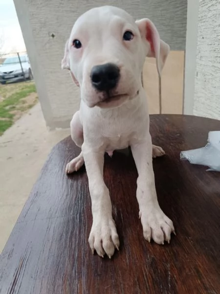 Cuccioli di Dogo Argentino | Foto 0