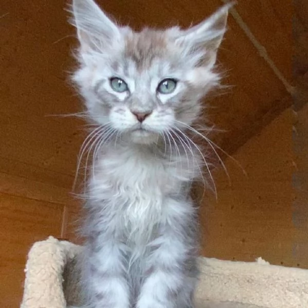 Cuccioli di Maine coon!!