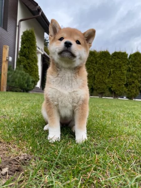 Cuccioli di Shiba Inu!!