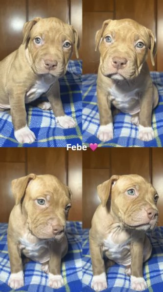 CUCCIOLE DI PITBULL | Foto 1