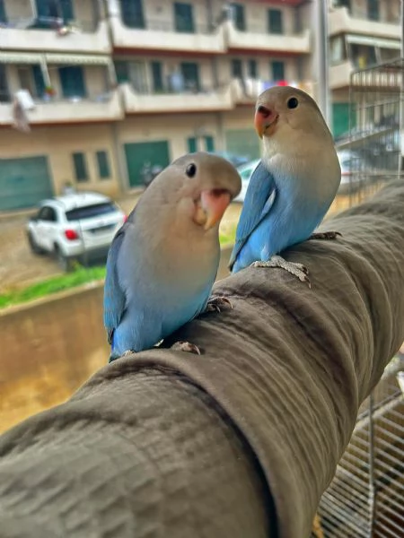 Inseparabili allevati a mano | Foto 0