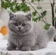 Adorabile British Shorthair dagli occhi azzurri | Foto 0