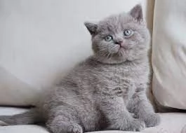 Adorabile British Shorthair dagli occhi azzurri